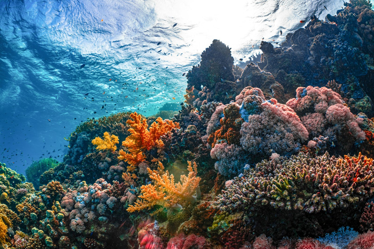 Underwater view of a colorful coral reef in clear blue water