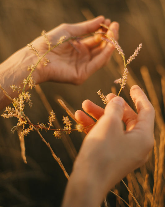 Hands gently holding delicate dried wildflowers in warm sunlight